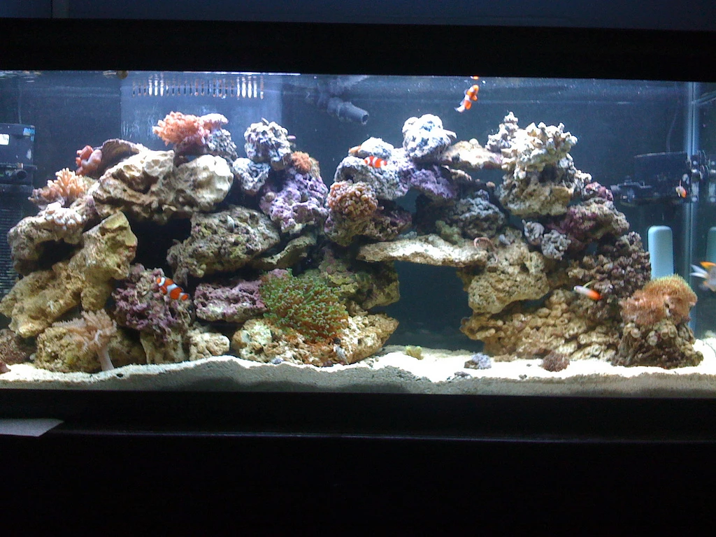 55-Gallon Setup Guide