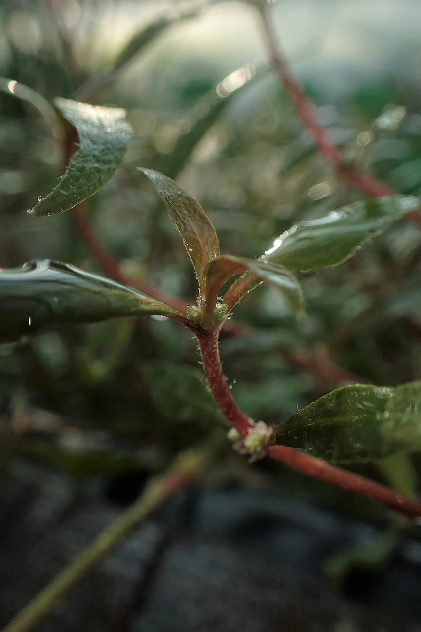 Alternanthera Reineckii for Beginners