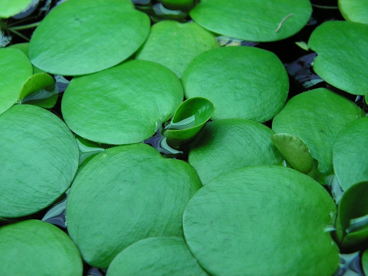 Amazon Frogbit Guide