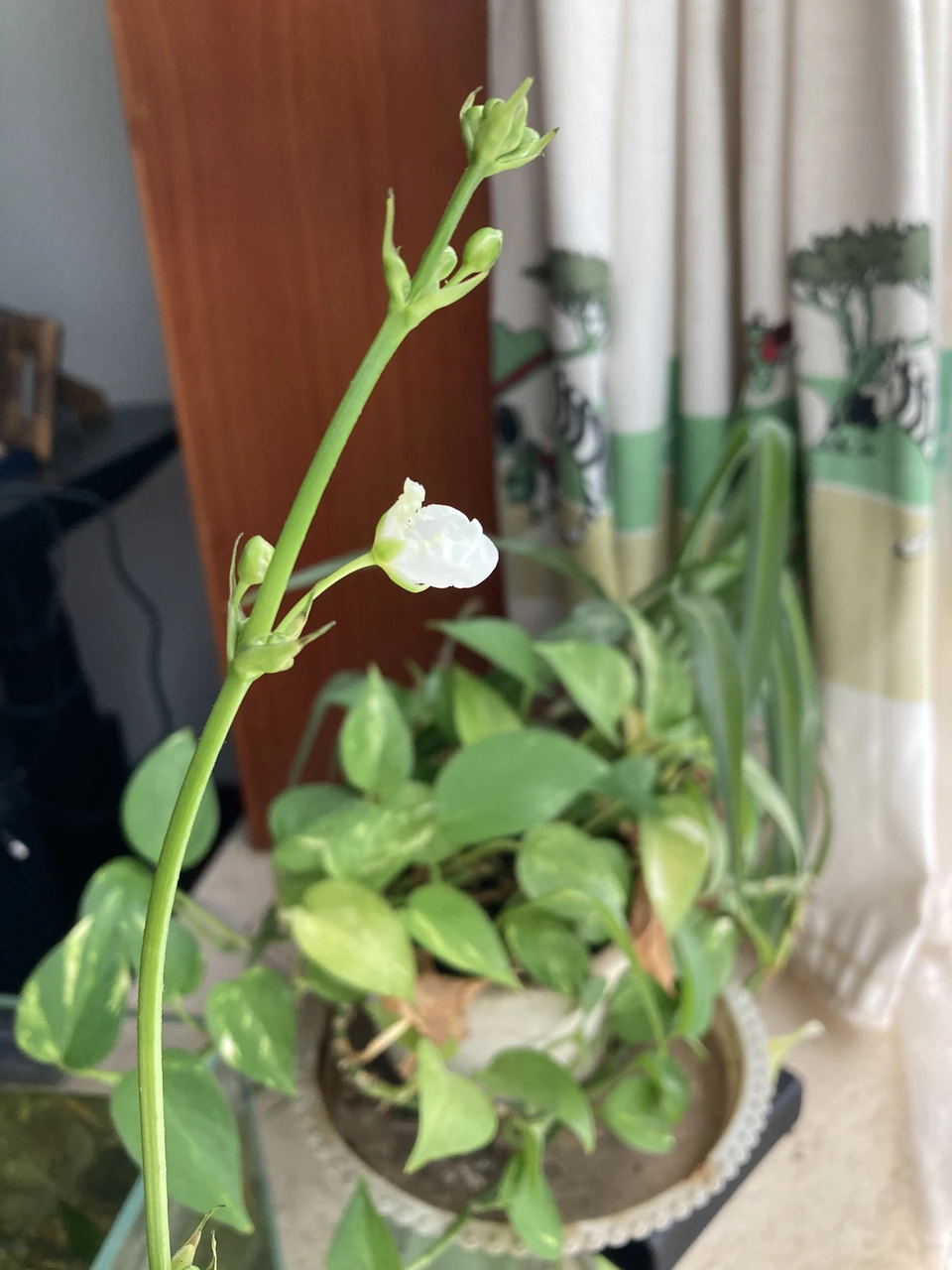 Amazon Sword Care: The Classic Background Plant