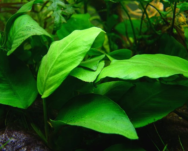 Anubias Nana Petite Guide