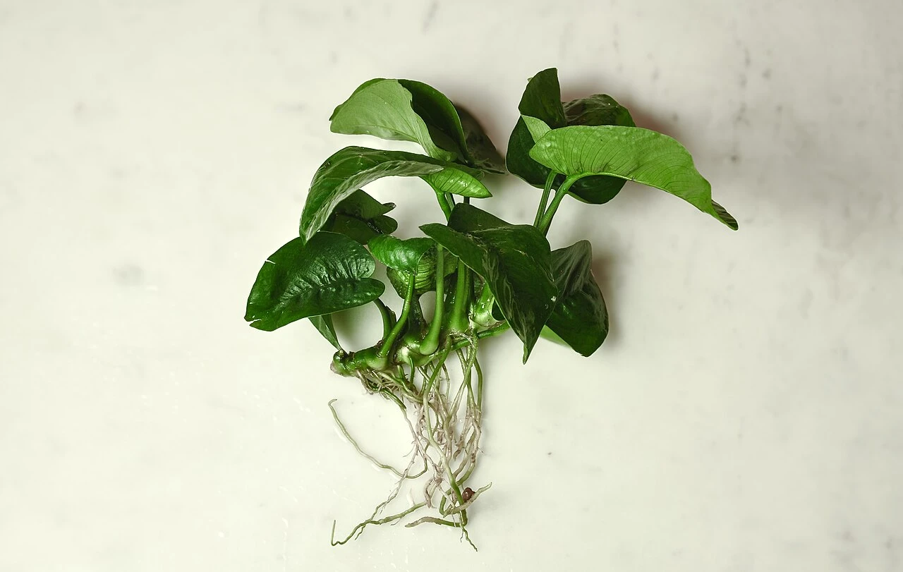 Anubias Care: The Indestructible Aquarium Plant