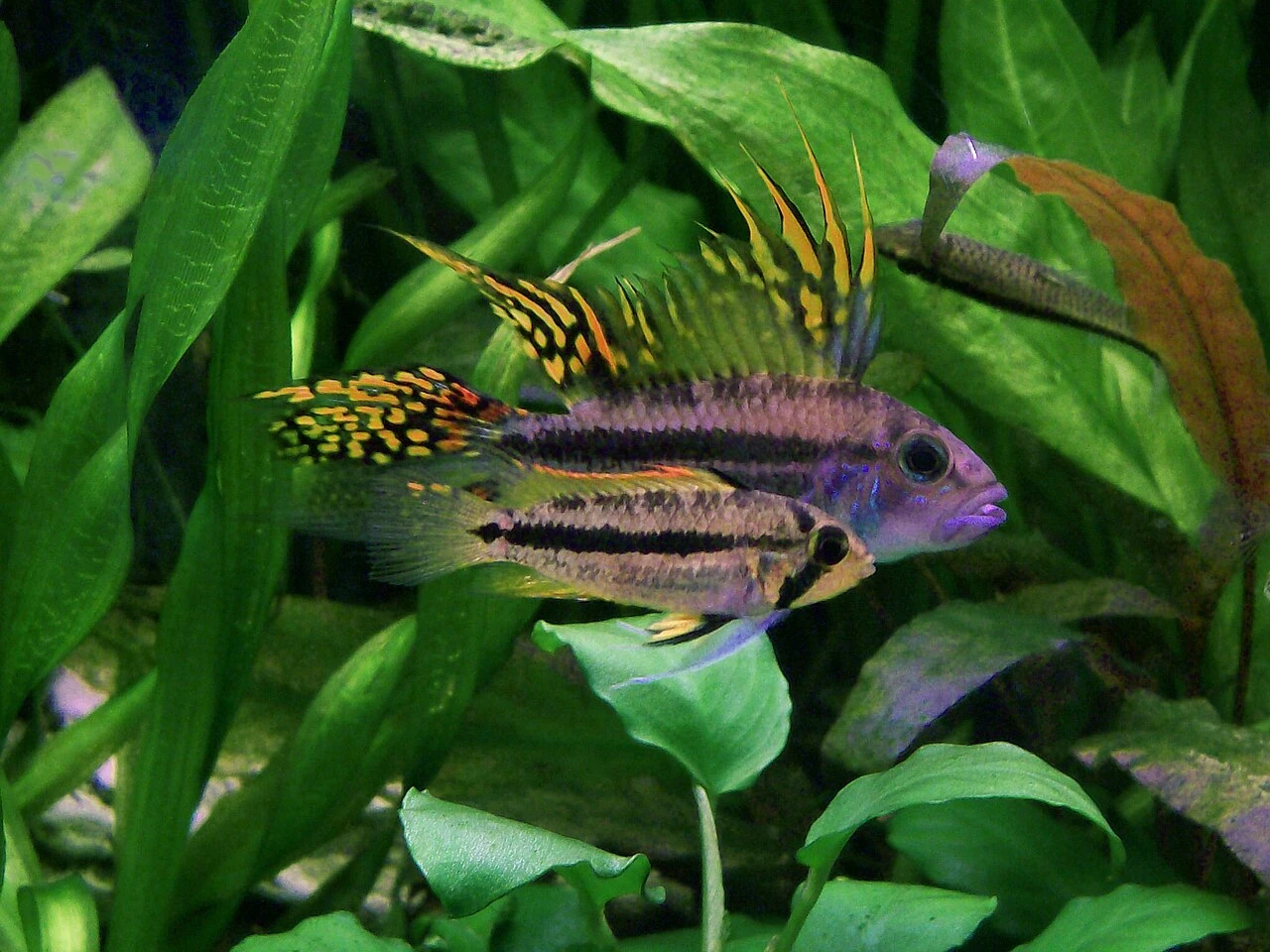 Apistogramma Guide