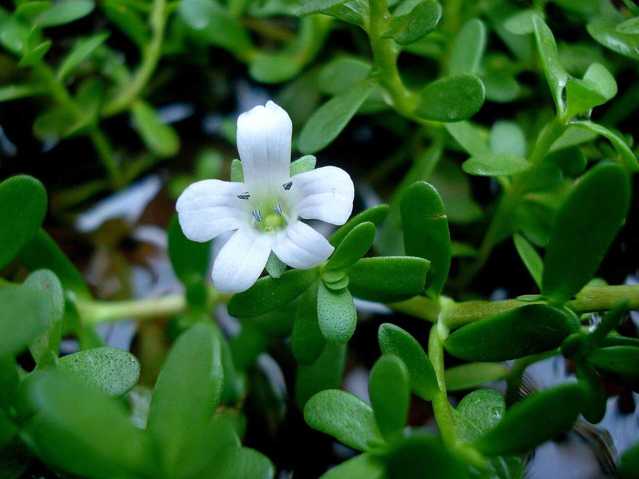 Bacopa Guide