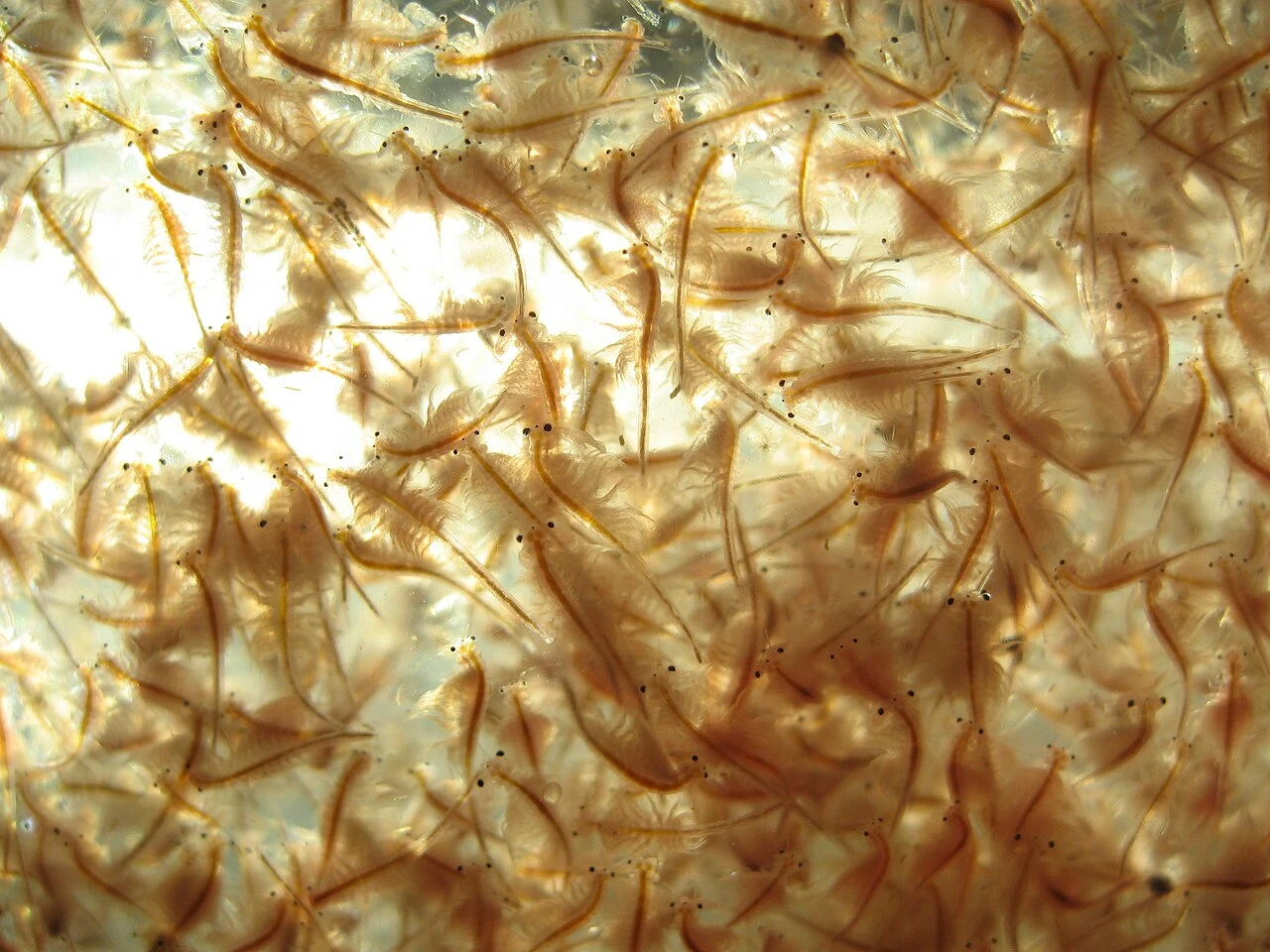 Brine Shrimp Hatchery Guide