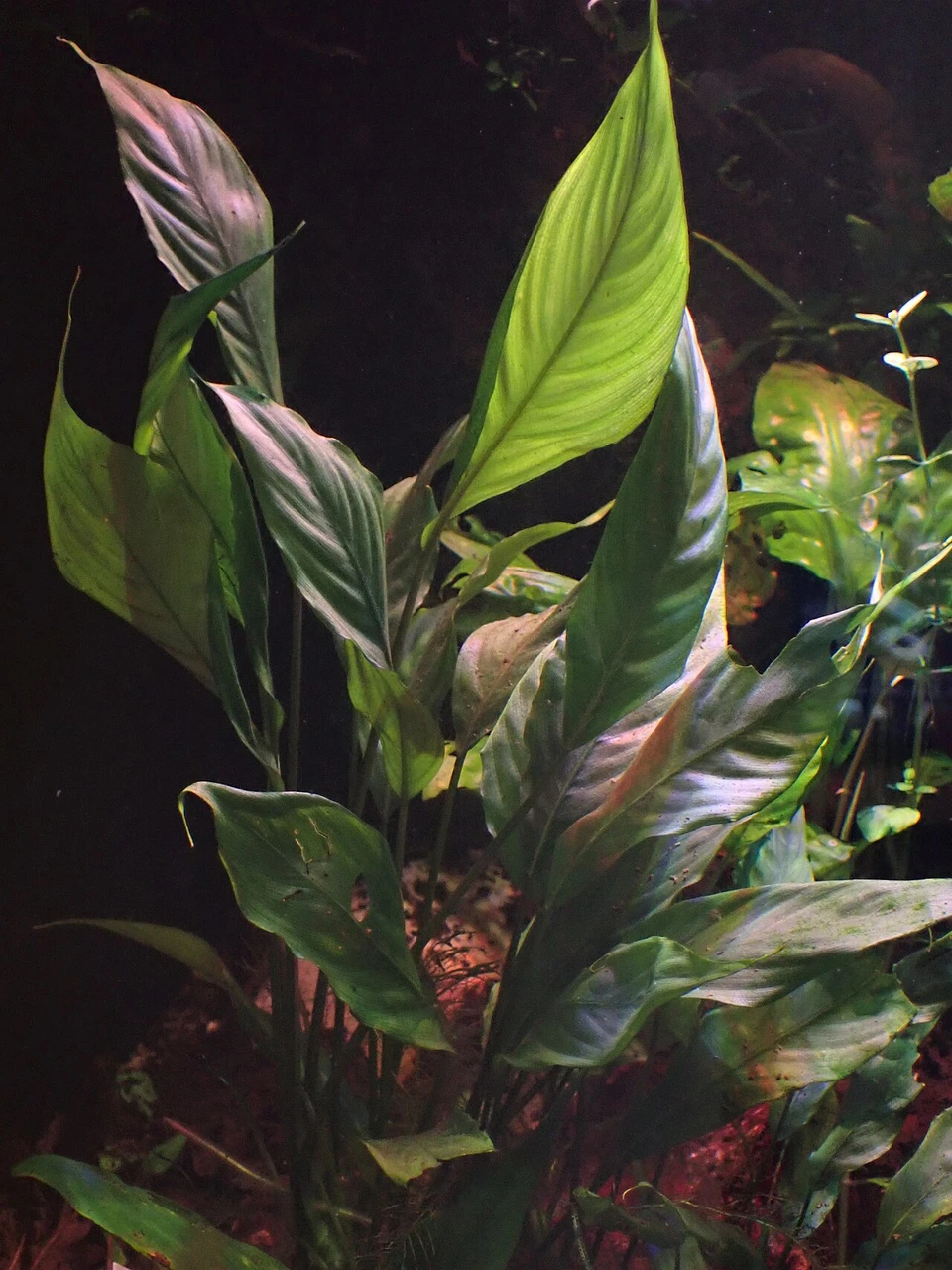 Bucephalandra Guide