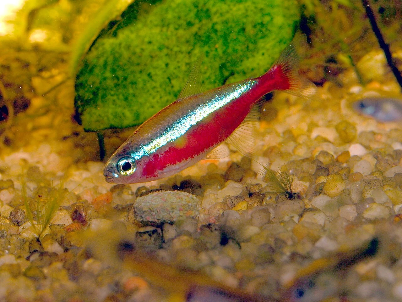 Cardinal Tetra for Beginners