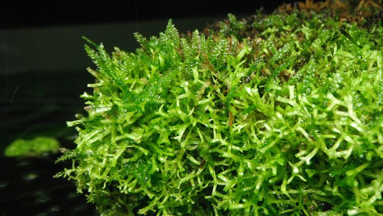 Christmas Moss Guide