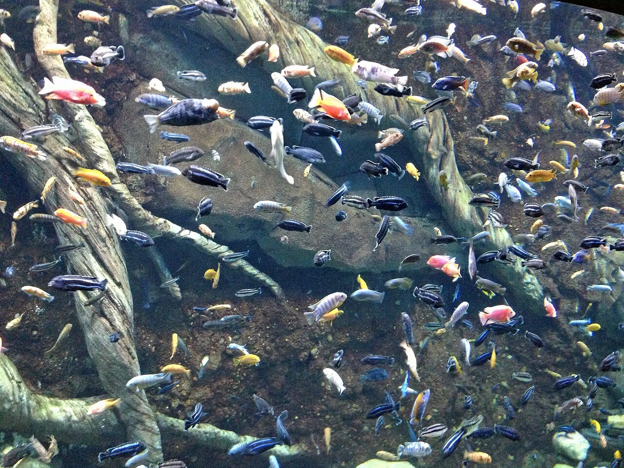 Cichlid Tank Setup on a Budget