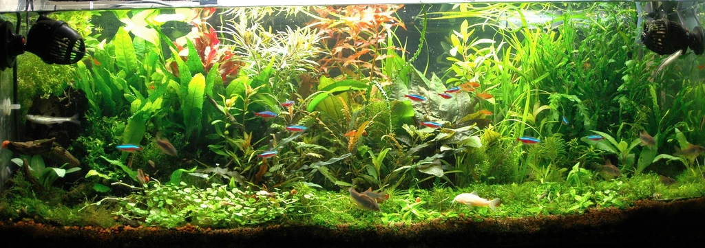 Co2 Diffuser Maintenance