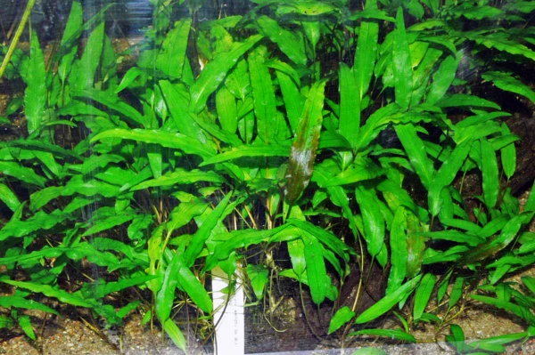 Cryptocoryne Wendtii Guide