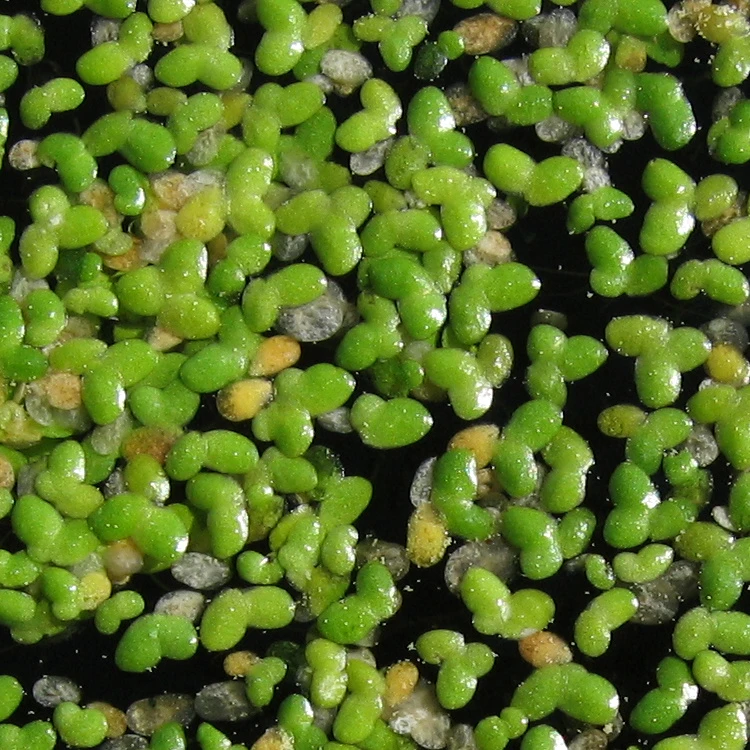 Duckweed Guide