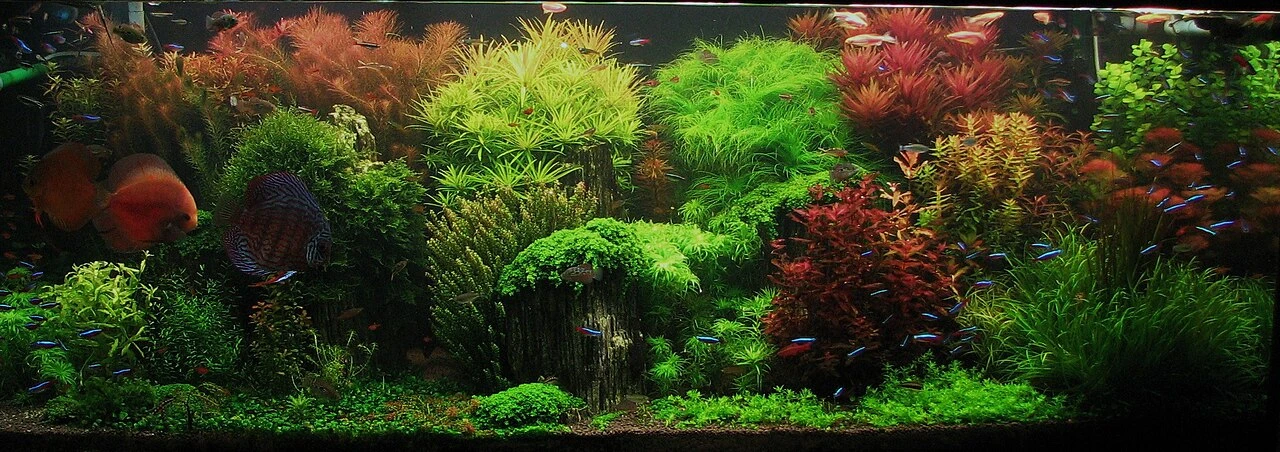 Dutch Aquascape Guide