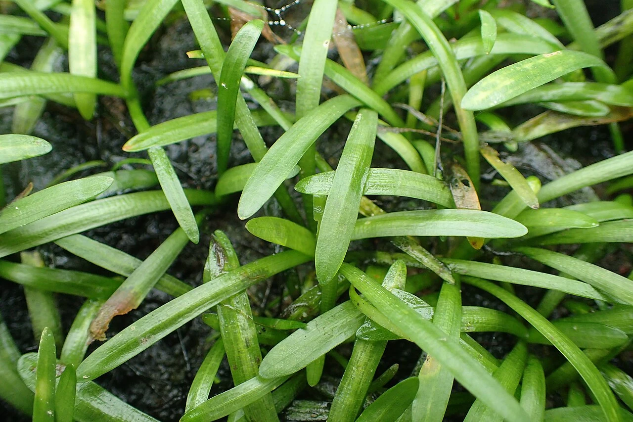 Dwarf Sagittaria Guide