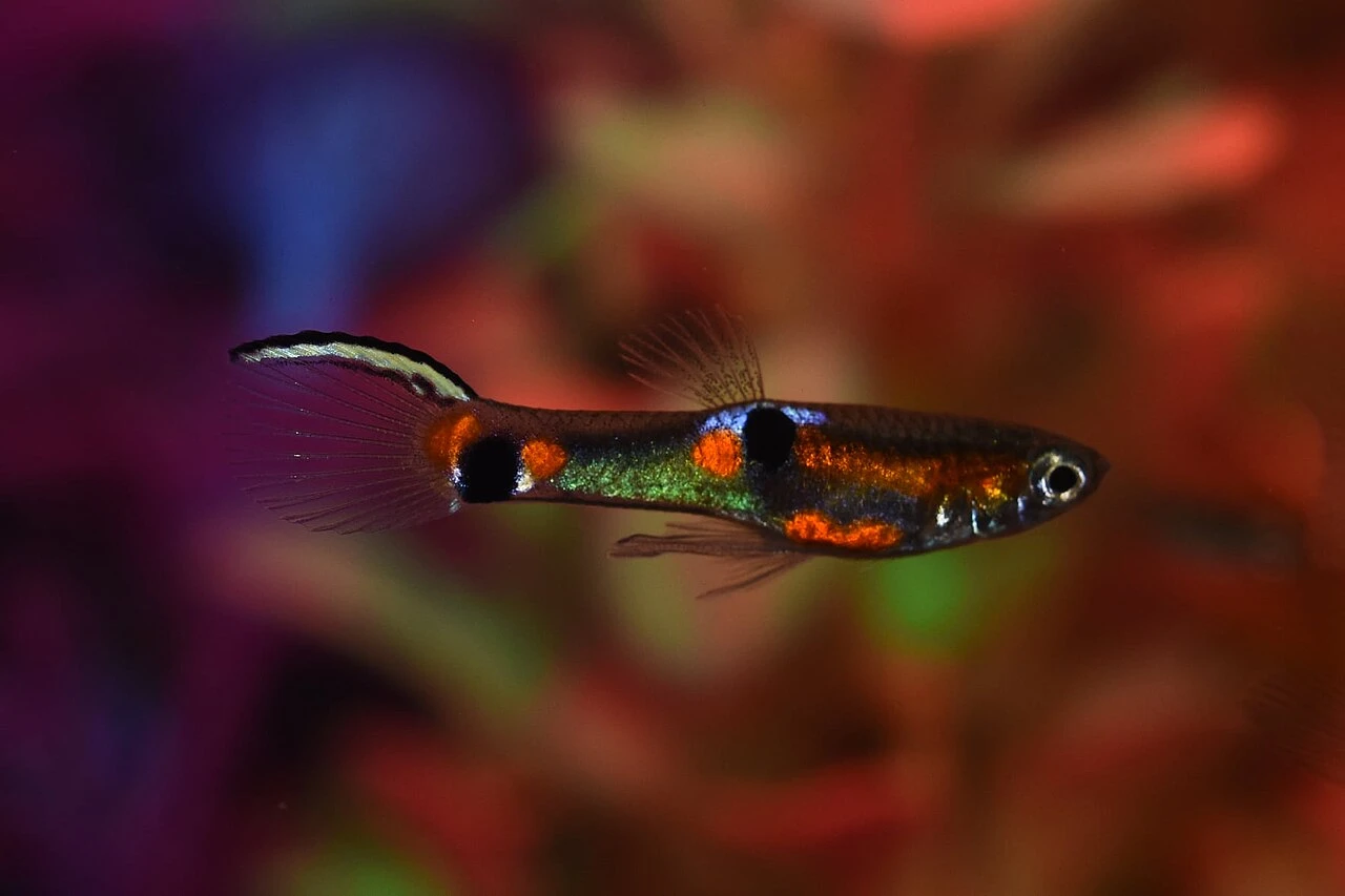 Endler'S Livebearer for Beginners