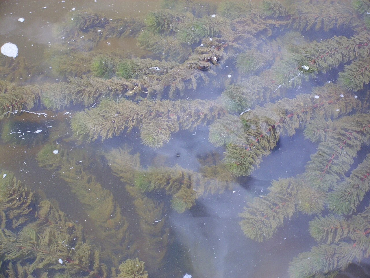 Hornwort Care: The Fast Nitrate Eater