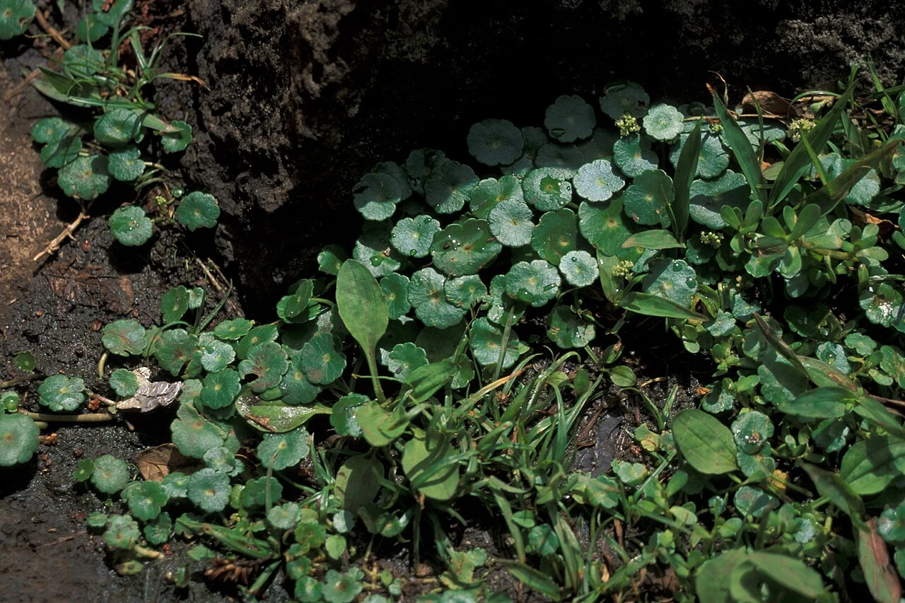 Hydrocotyle Guide