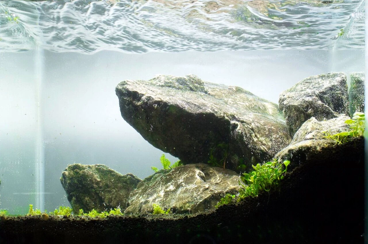 Iwagumi Aquascape Guide