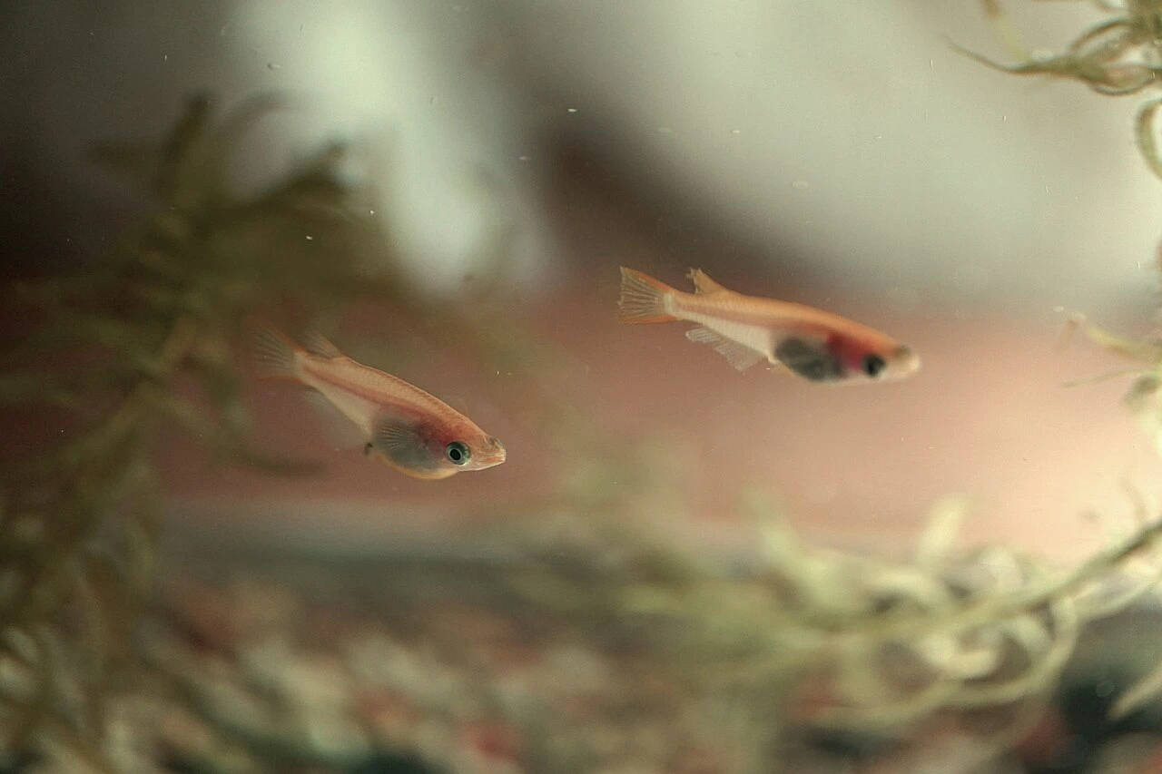 Apartment Tank Setup on a Budget