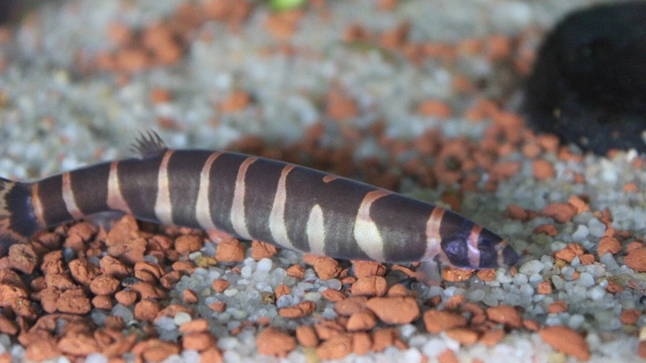 Kuhli Loach Guide