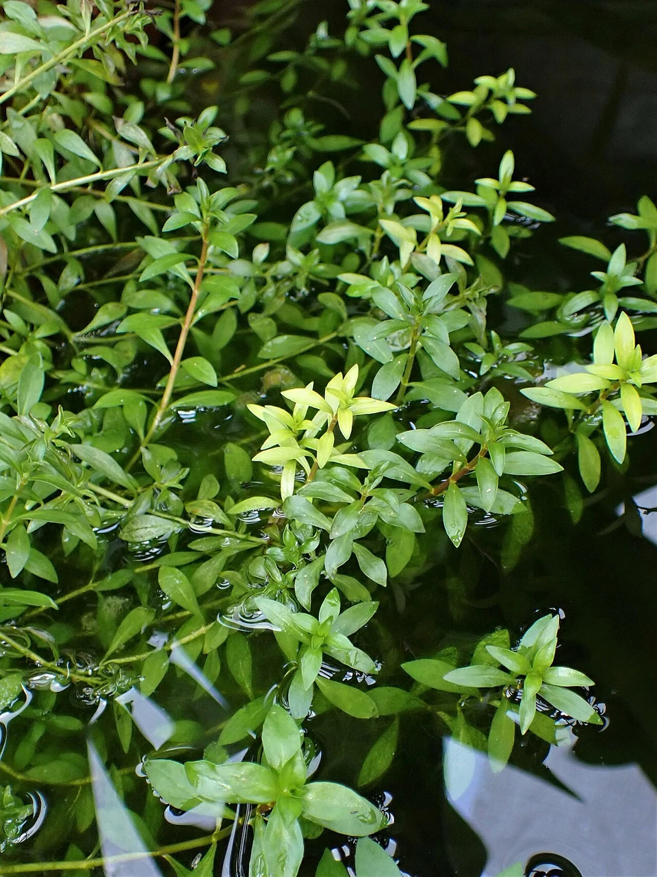 Ludwigia Arcuata Guide