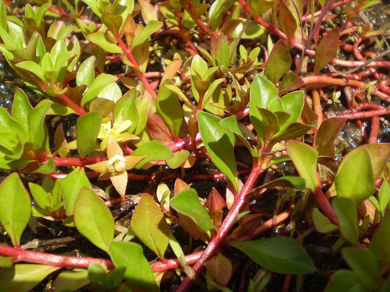 Ludwigia Repens Guide