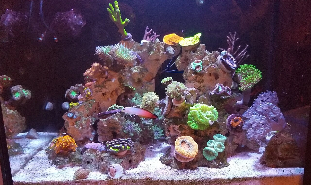 Nano Tank Setup Guide