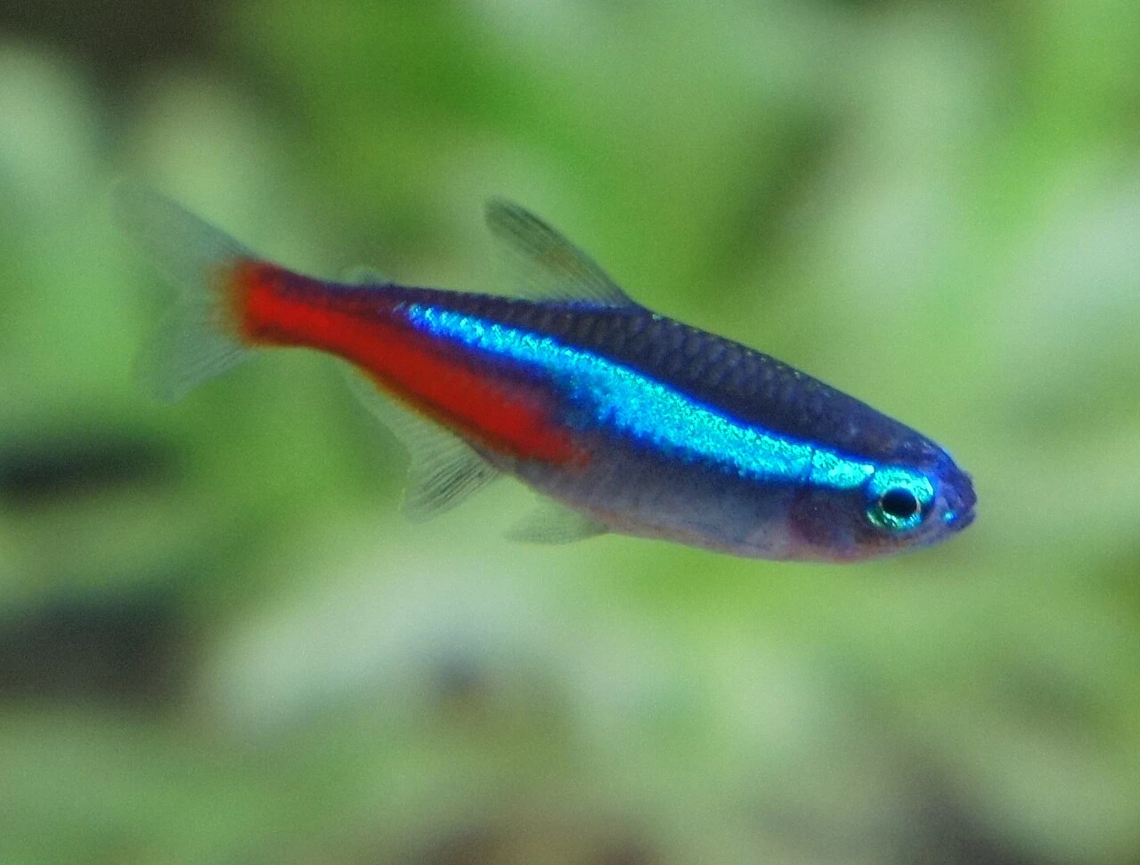 Neon Tetra in a Community Tank