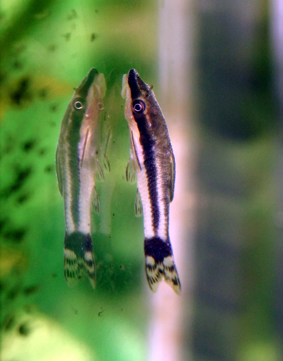 Otocinclus Guide