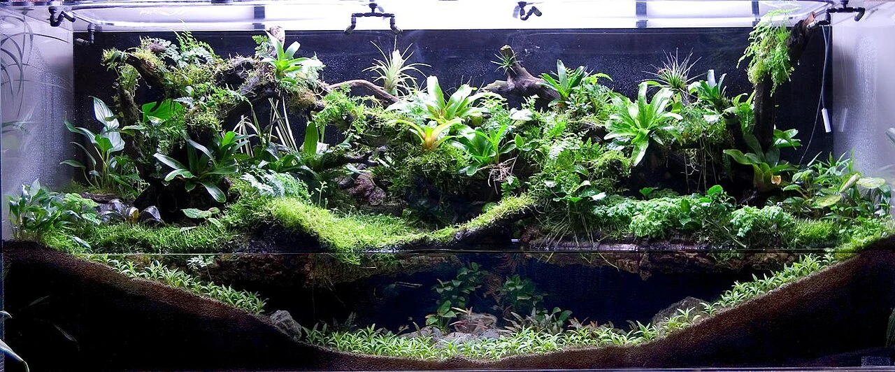 Paludarium Setup Guide