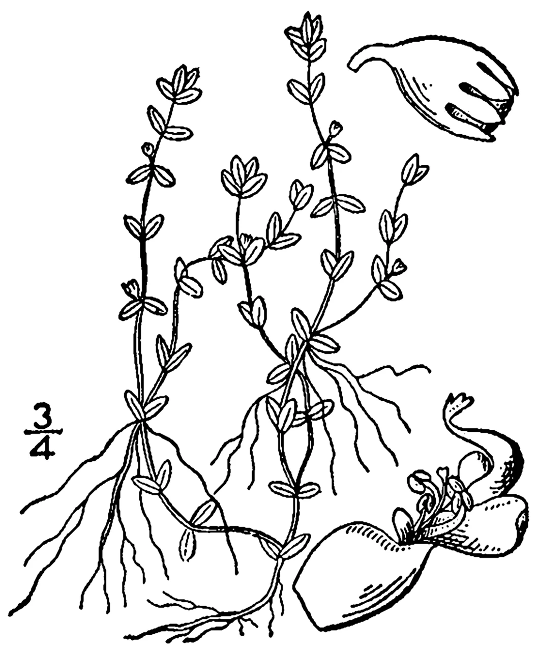 Pearl Weed Guide