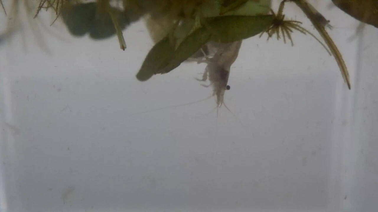 Planted Shrimp Setup for Beginners