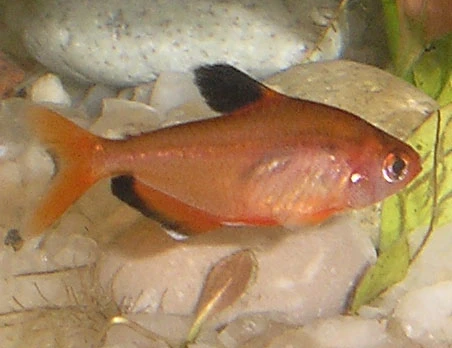 Serpae Tetra for Beginners