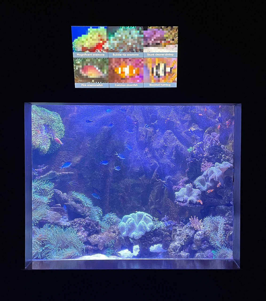 Shrimp Tank Setup Guide