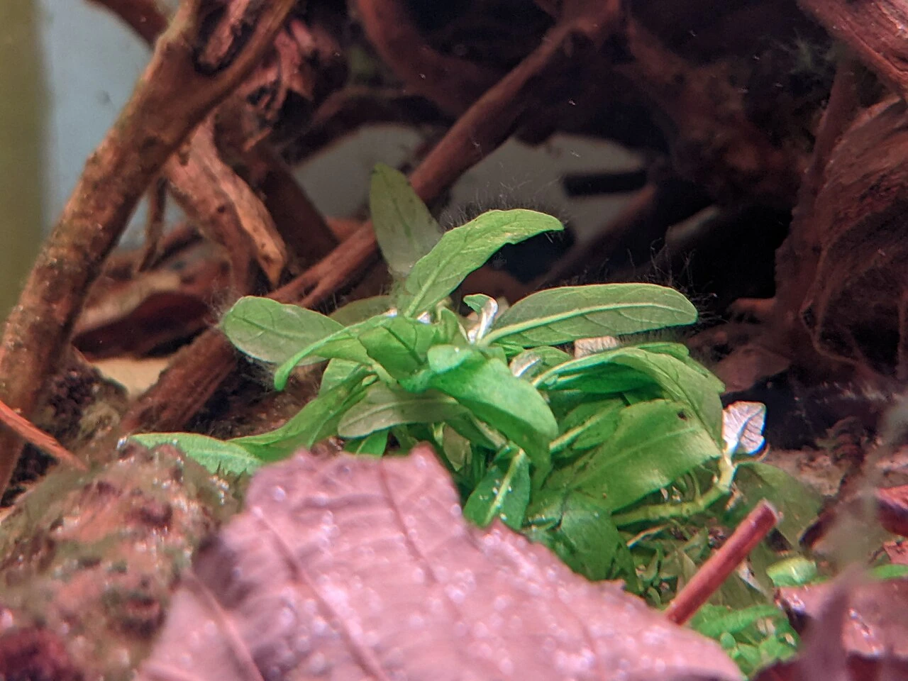 Staurogyne Repens Guide