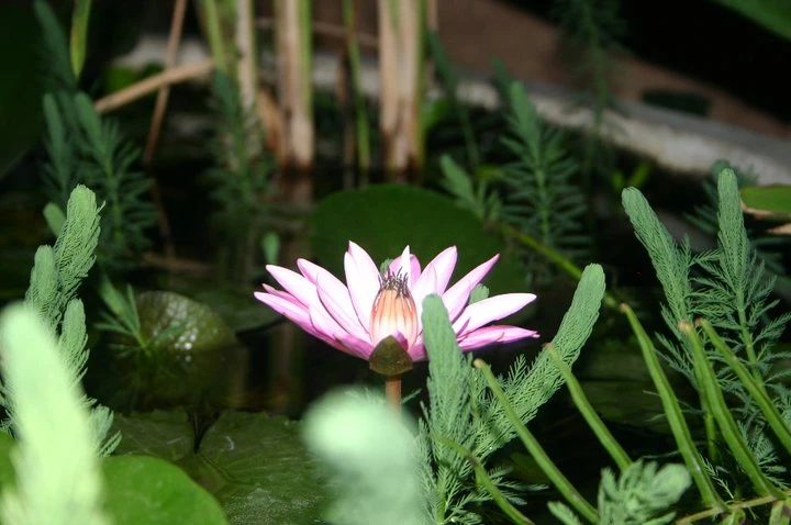 Tiger Lotus Guide