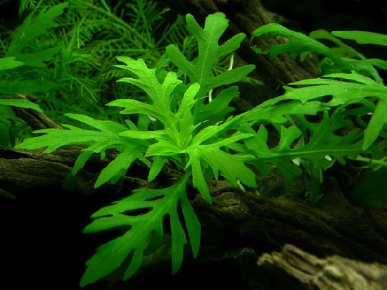 Water Wisteria Guide