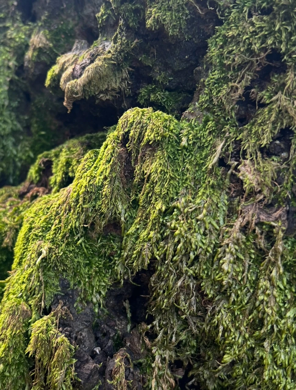 Weeping Moss Guide
