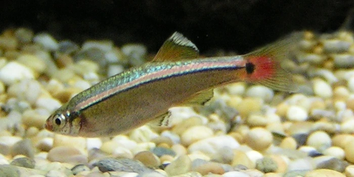 White Cloud Minnow for Beginners